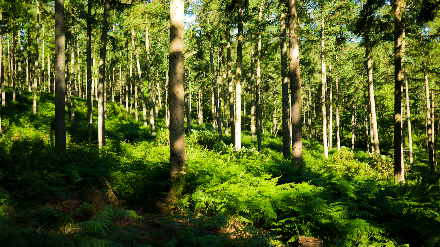 Wood Heat Association: Sustainability & environment