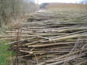 Willow: The fast-track to self-supply woodfuel