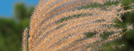 Miscanthus-wood-fuel