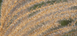 Miscanthus