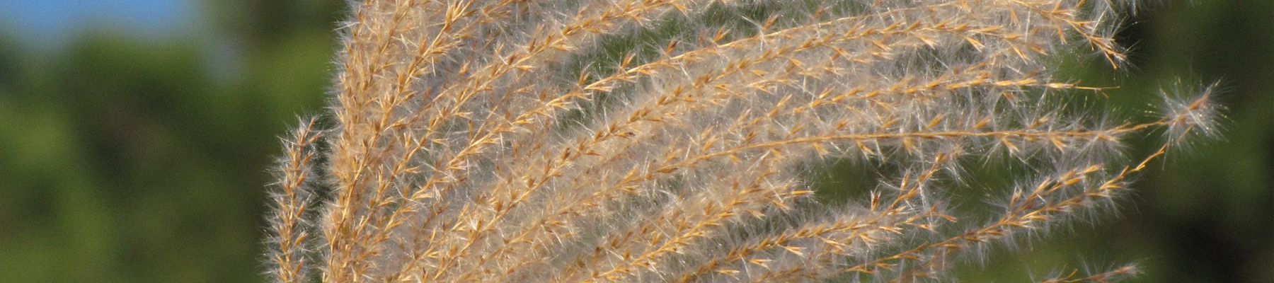 Biomass-fuels5
