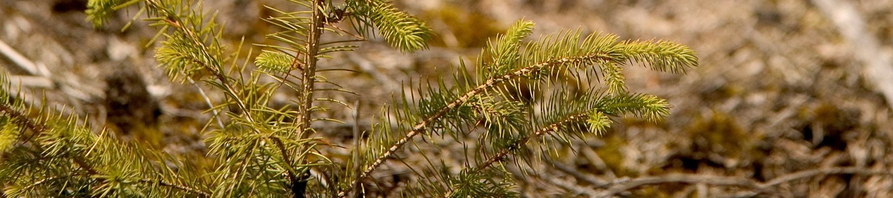 Biomass-fuels7