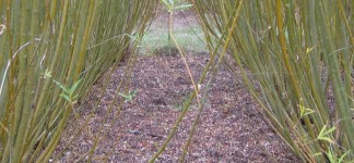 Short-Rotation-Coppice-biomass