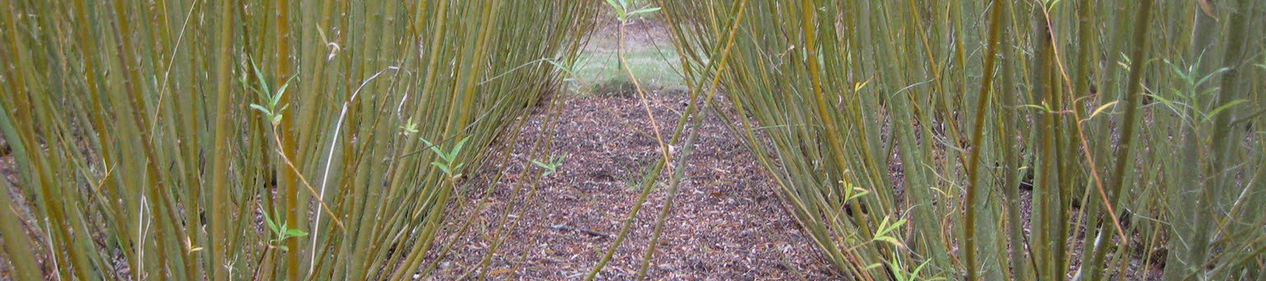 Short-Rotation-Coppice-biomass
