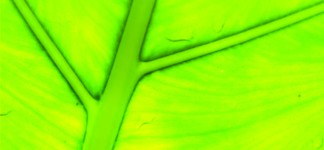 Biomass-in-a-low-carbon-economy-front-cover_Page_1-706x988